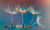 2015-04-17 09_57_58-fallen and falling _ Flickr - Photo Sharing!.png